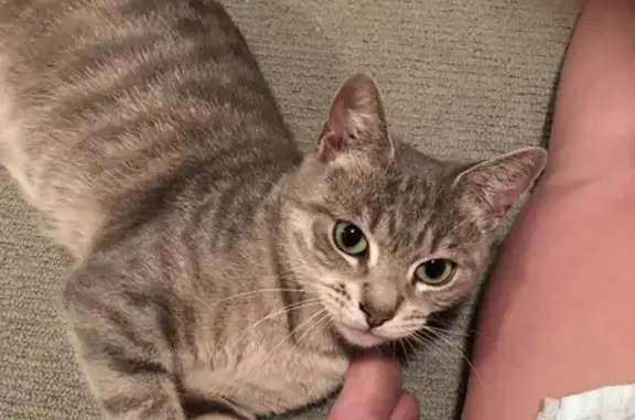 Lost Grey/White Tabby Cat: Pretty Kitty | Inner West Council