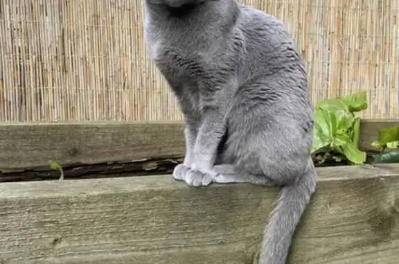 Missing Grey Cat: Microchipped, Neutered, Needs Medication
