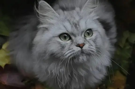 Help Find Moosh: Missing Persian Cat in Winsor Terrace