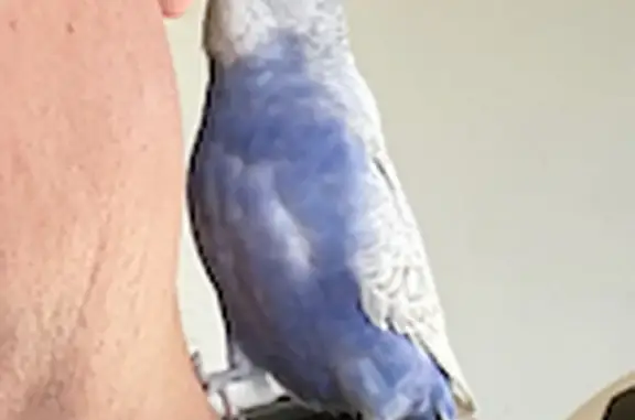 Lost Friendly Budgerigar: White & Blue-ish | Garthowen Crescent