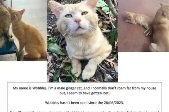 Missing ginger cat Wobbles, last seen Morayfield