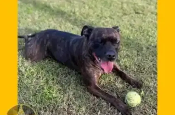 Lost Dog: Luna - Brindle Staffy - Maroubra NSW