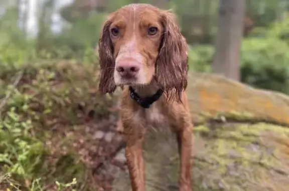 Lost Cocker Spaniel Buzz: Skinny, Nervous, Missing