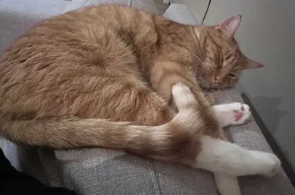 Lost Ginger Cat: Timid Tumeric, Missing in Campbelfield VIC