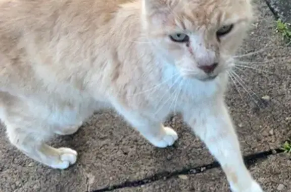 Lost Lion-Like Cat Found on High Street