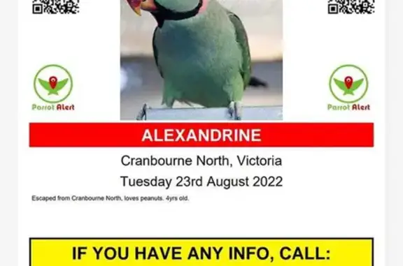 Lost Male Alexandrine: Black & Pink Neck, 4yo