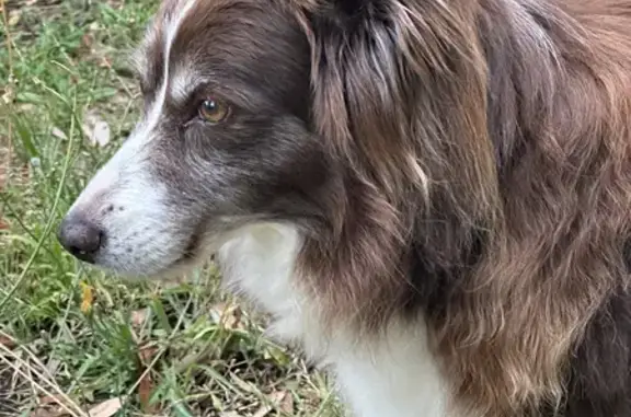 Lost: Red/White Border Collie - Older, Deaf & Confused