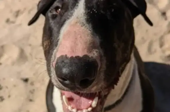 Lost Bull Terrier: Desexed Male in Hawkesbury City