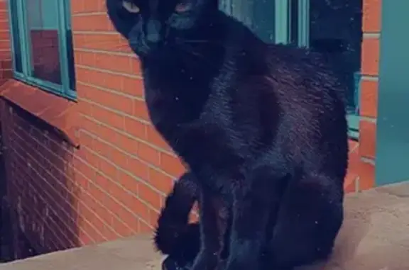 Lost Black Cat 'Puss' | Grey St, Newcastle