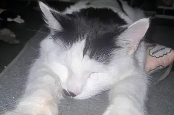 Lost Male Cat: Friendly Gizmo, Ilkeston DE7 5RP
