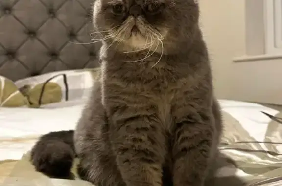 Lost Grey Female Exotic Shorthair Cat - Monks Wood, North Shields