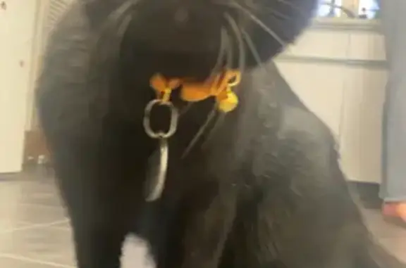 Lost: Skittish Black Cat with Yellow Eyes