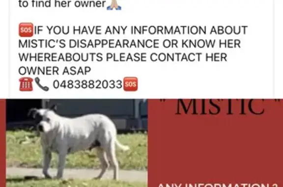 Lost: White Staffy with Black Spots on Watson Road