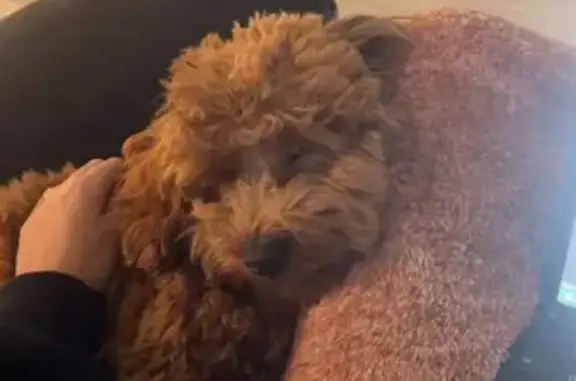 Lost Toy Cavoodle: Brown, 10M, Male, Campbell Parade