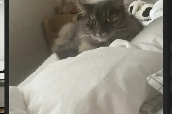 Lost Female Grey Cat: Timid, Collared, Furry Legs