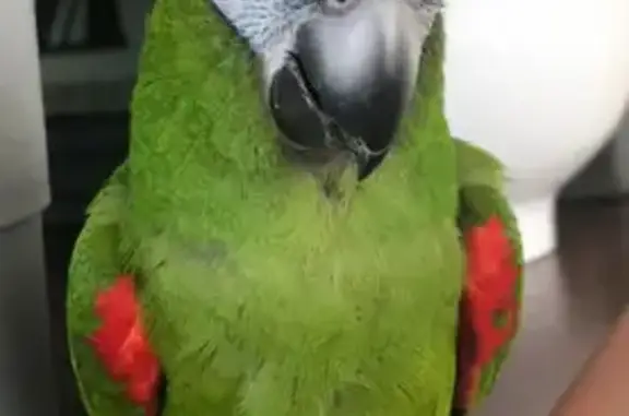 Missing: Green Bird, Red Shoulders, White Eyes - Kurraba Road, North Sydney