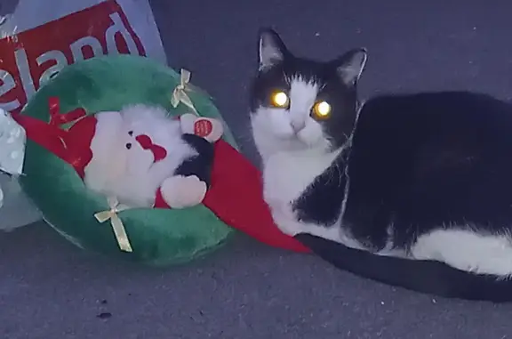 Lost: Young Female Tuxedo Cat - Thornton Road