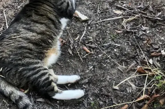 Lost: Athletic Brown & White Cat, Junction Street