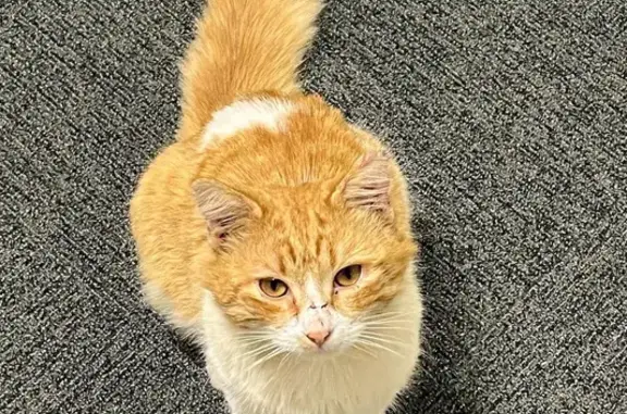 Lost Ginger Male Cat: 2 Yrs Old, Fluffy Tail