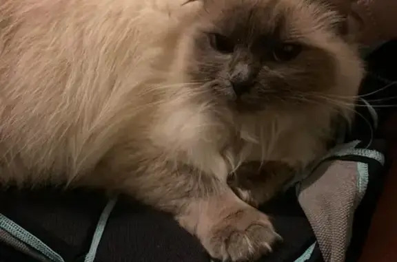 Lost Cat: Newmarket Road, Ashton-under-Lyne