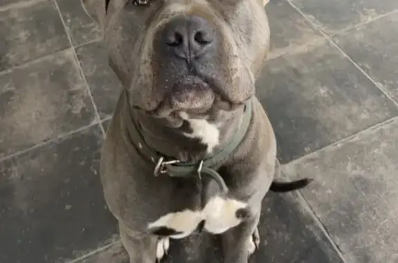 Lost Male Blue Staffy: Stolen from Central Coast