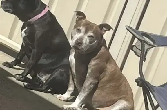 Lost: Friendly Black & Brown Dogs in South Melbourne