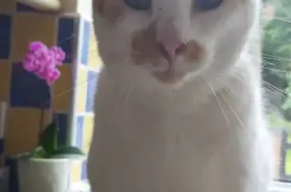 Lost Ginger & White Cat | Microchipped | Valley Road