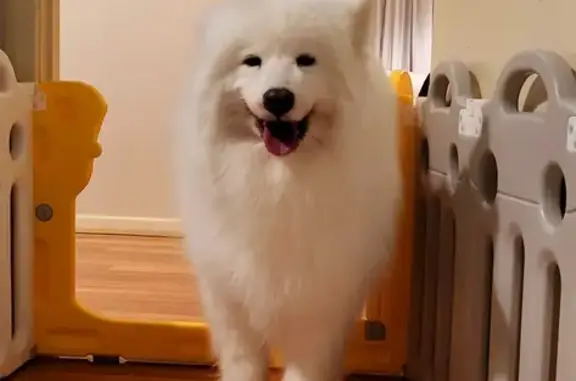 Lost Samoyed: 5yr-old Girl - Orleans Rd, Moonee Valley