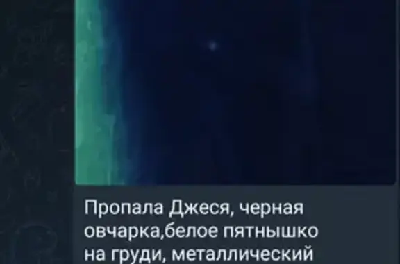 Пропав собака Допоможіть знайти, Джеся, 2роки, не тіряю надії Пісочин, Харківська область