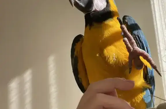 Lost Blue & Gold Macaw: Alfredo/Nix - Missing on 29th July