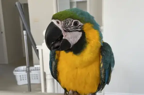 Lost Blue & Gold Macaw: Nyx, the Adorable Baby Bird