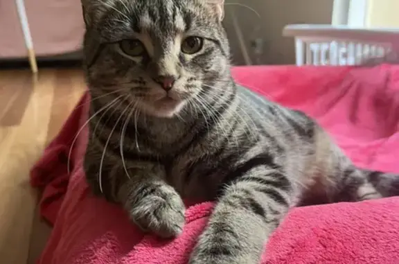 Lost Female Tabby Cat: Kincardine Ave, Burnside