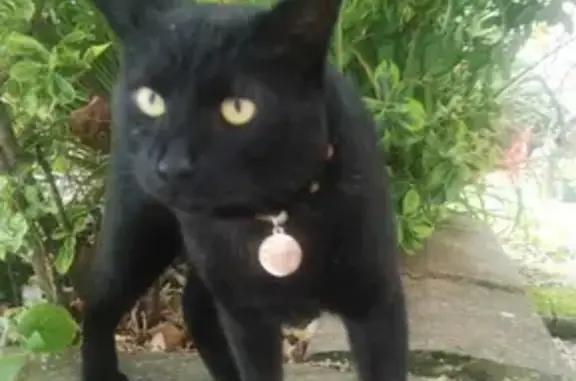 Lost: Confident & Friendly Black Cat