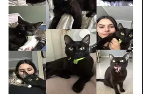 Help Find Missing Black Cat with Green Eyes