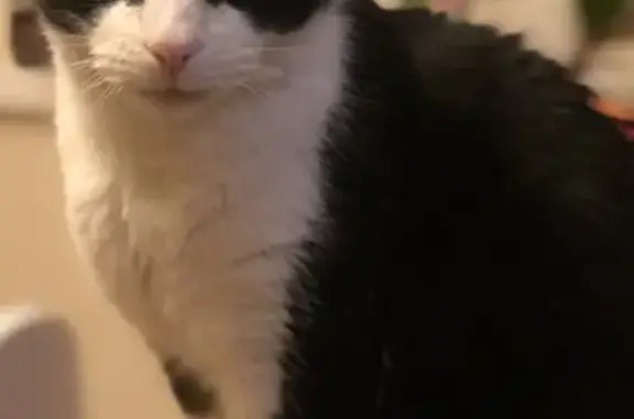 Lost: Black & White Male Cat, Wentloog Road