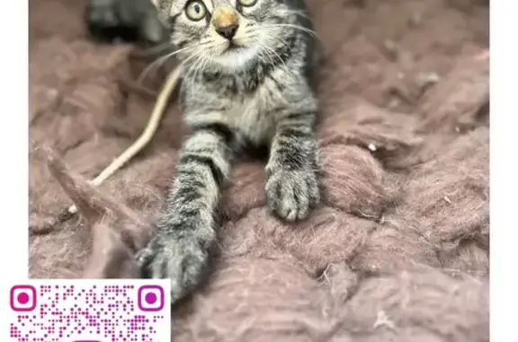 Знайдено кішку Аліса😻 та Чарлі😻 - Кошенята з парку😿