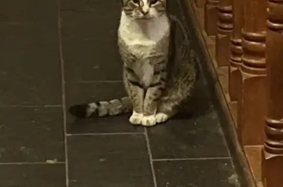 Distinctly marked Tabby cat missing