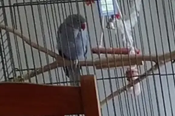 Lost Violet Indian Ringneck Parakeet - Help Find Raj!