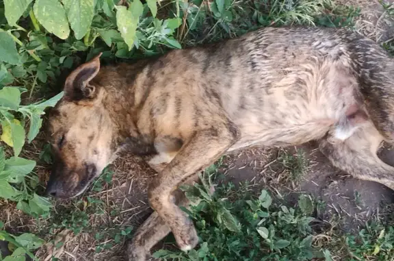 Загублена плямиста собака середнього розміру з врівноваженим характером у Полтавській області