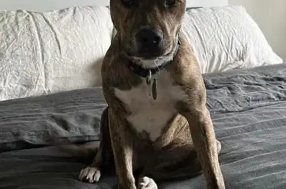 Frightened Rescue Dog: Missing Staffy x, Failford Rd