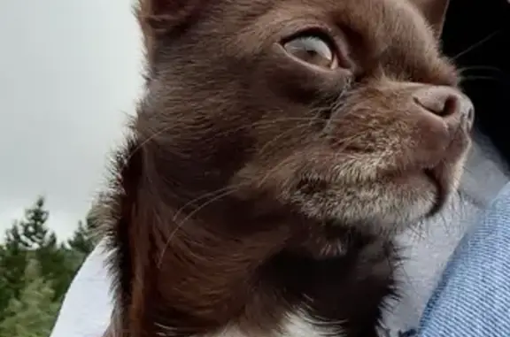 Lost Shy Chihuahua: Brown, Pink Harness | Balerno, UK
