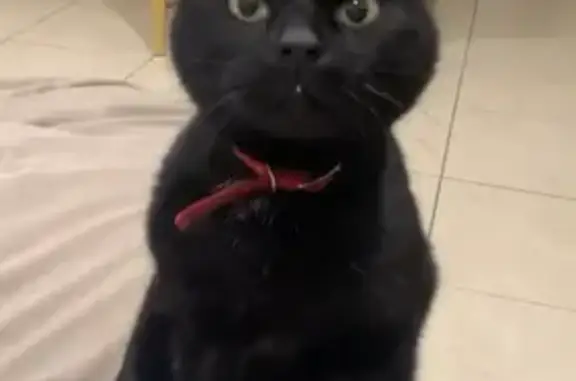 Help Find 'Cheeky' - Missing Black Cat in Adelaide