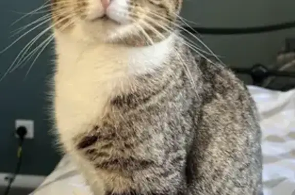 Lost: Luna, Small Tabby Cat - Glenbervie Drive