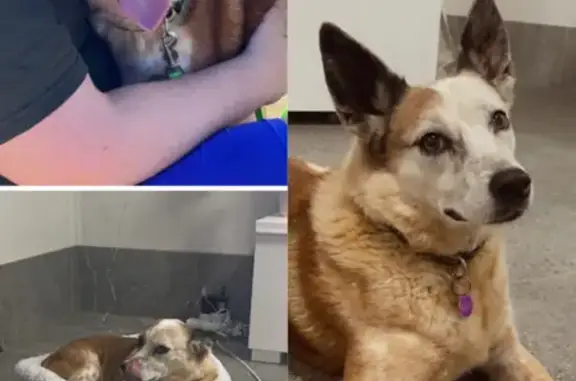 Lost: Ruby, Female Cattle Dog x - Timid & 13yrs old
