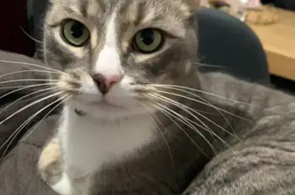 Lost Grey Cat: Moët, 2yrs, Cuddly & Scared