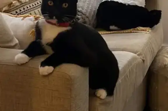 Adorable Tuxedo Cat Missing in Sydney