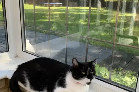 Missing Shy Black & White Cat: Lynmouth Crescent, Furzton