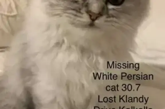 Lost: Shy Female Chinchilla Persian Cat