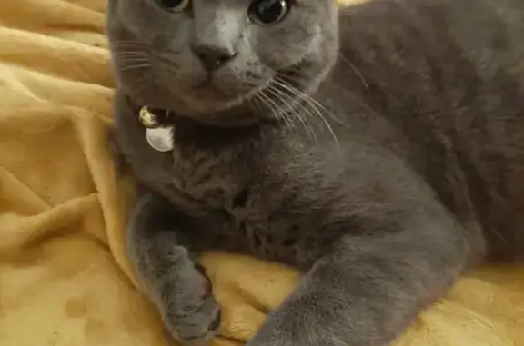 Lost Grey Cat: 10mo, Neutered & Microchipped - Help Find Him!