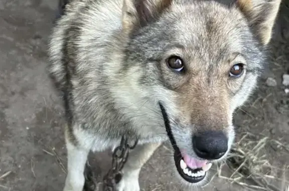 Допоможіть породистій Західносибірській лайці та її цуценятам знайти новий дім! 🐾🏠